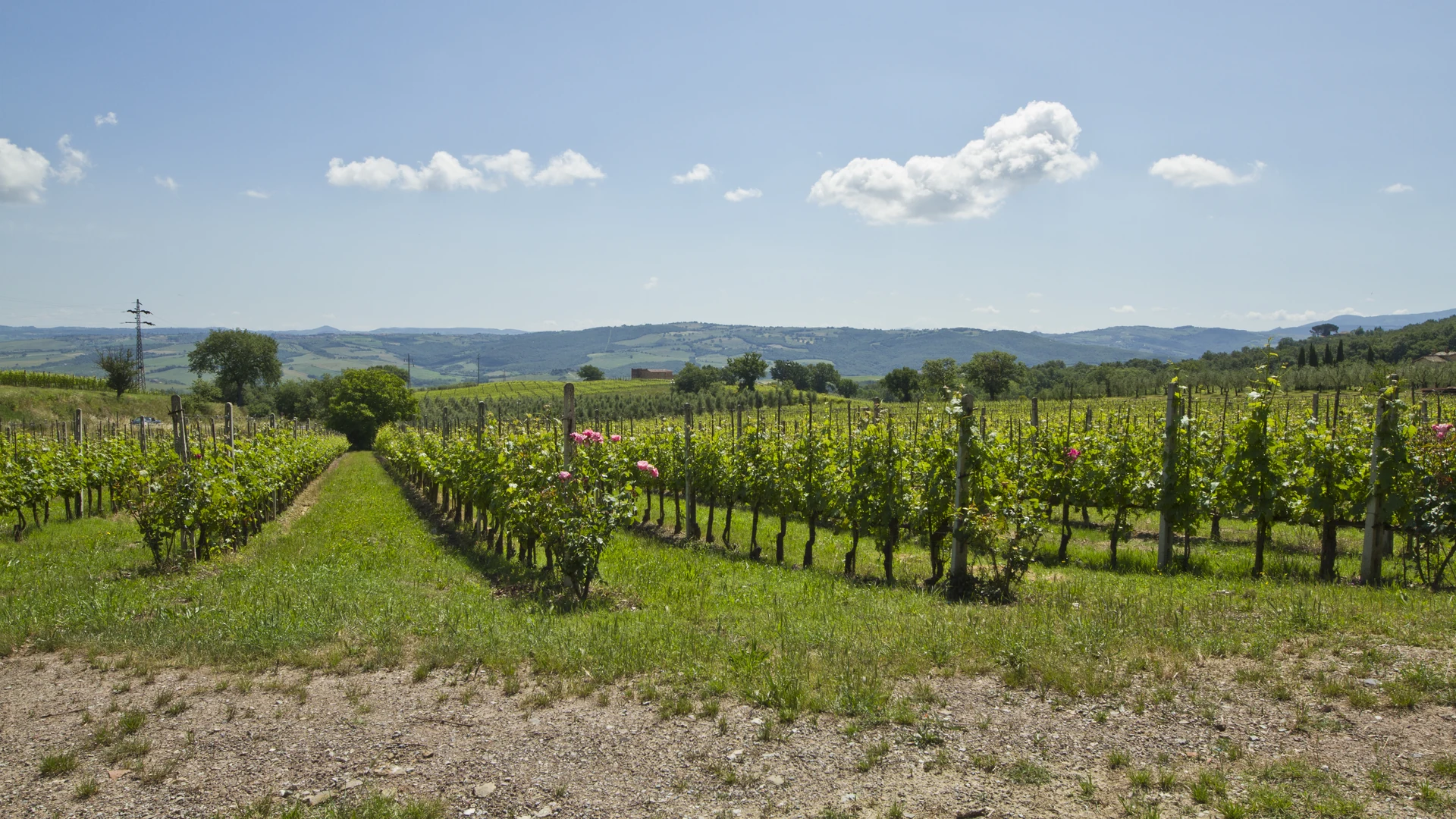 Italian vineyards in the hills of Tuscany