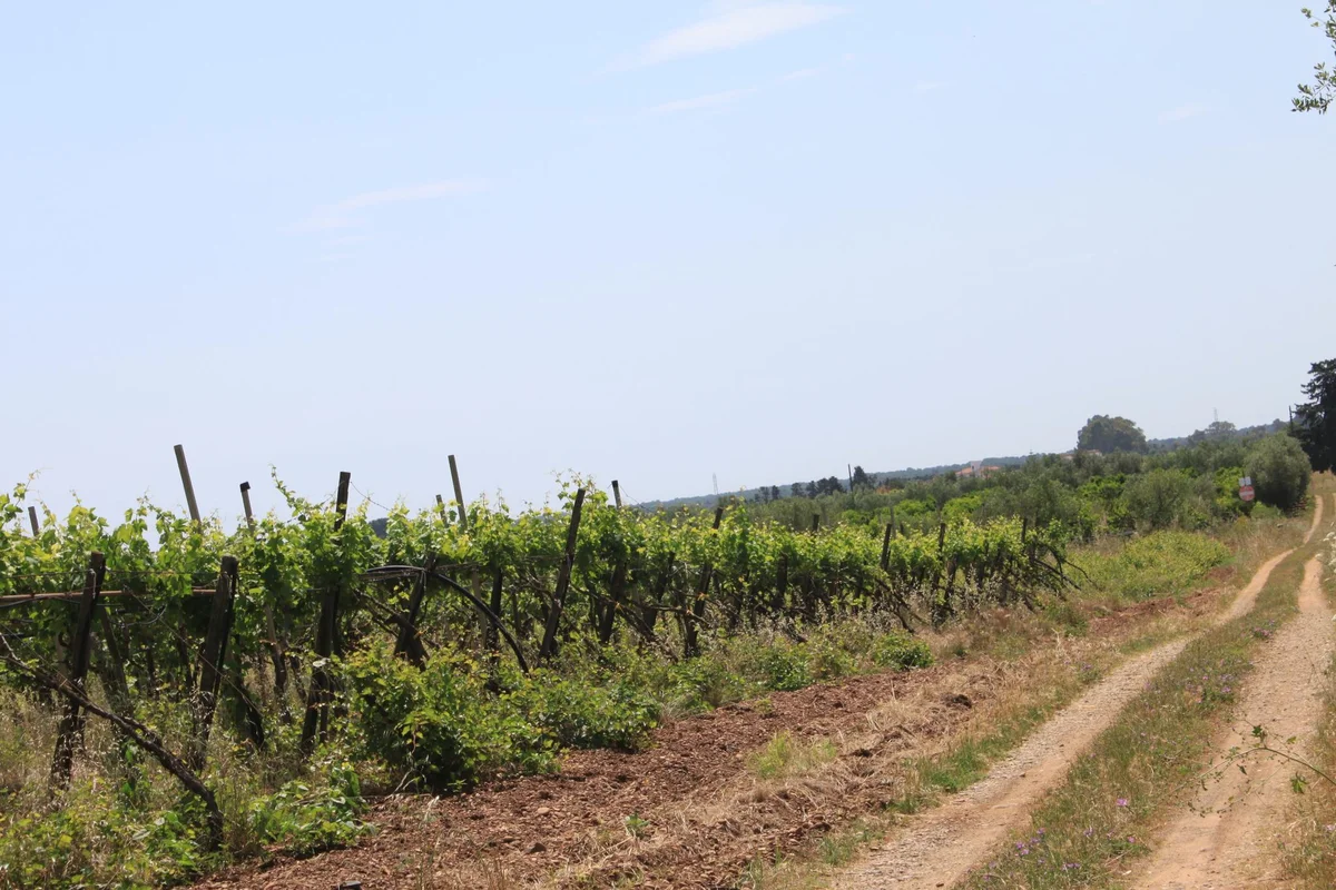 Puglia vineyards, Italy