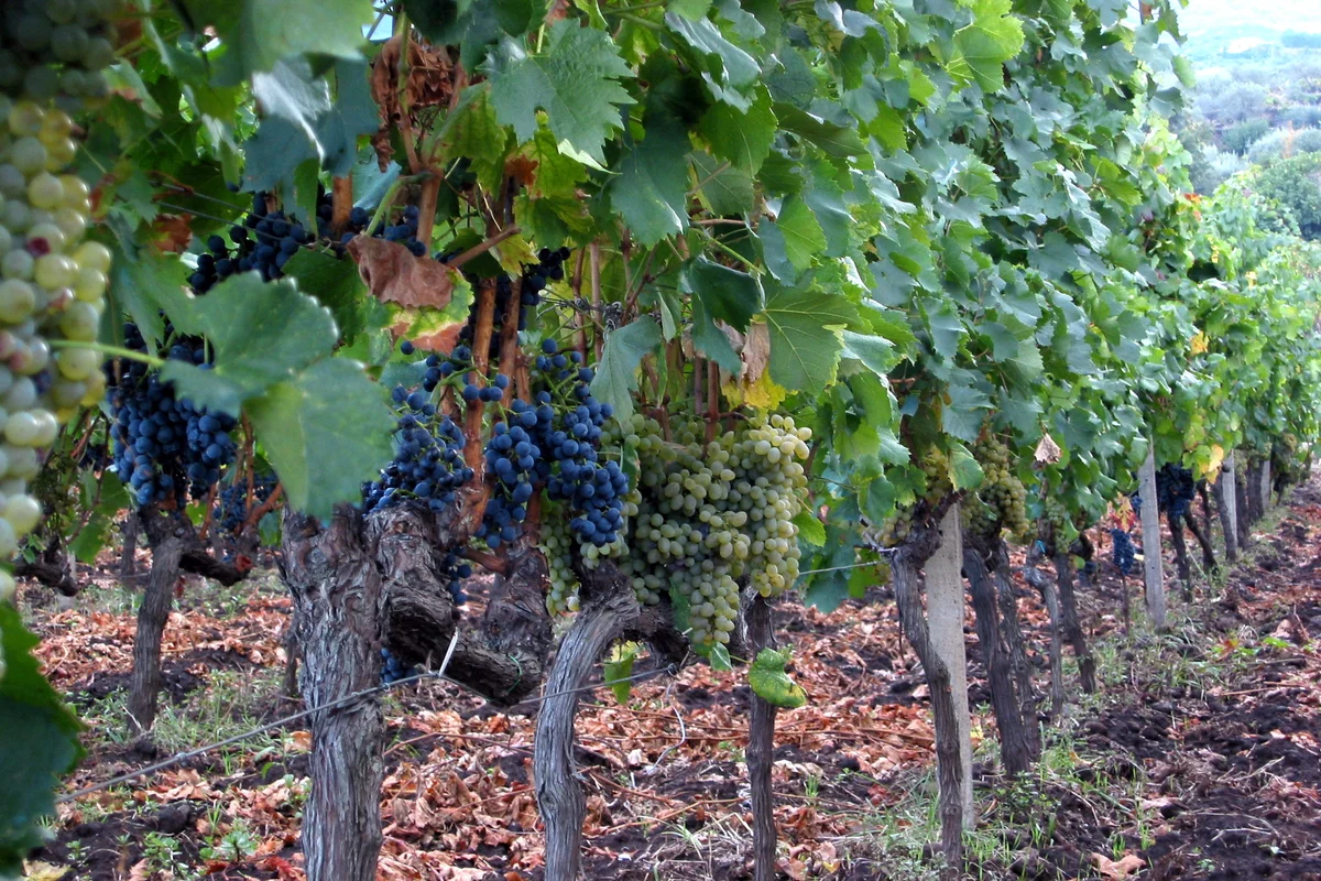 Sicily vineyards, Italy