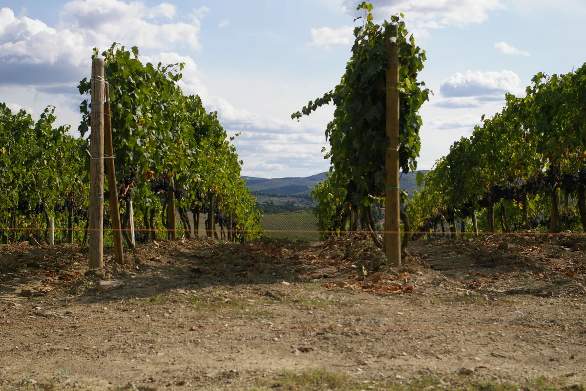 Tuscany vineyards, Italy